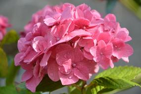 pink Flowers Plant in the garden