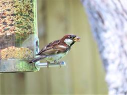 Bird Brown And Tan Cute