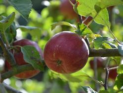 Apples Apple Red Fruit