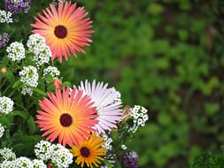 Flowers Summer Nature