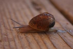 Snail Shell Mollusk