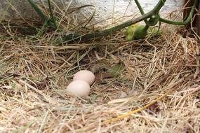 white eggs in the grass