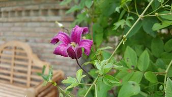 Clematis Shrub Climber Plant