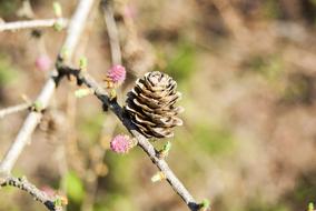 a bump on a tree branch