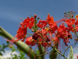 Flowers Landscape Colombia