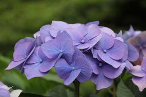Hydrangea Flower Blossom