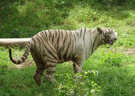 Tiger White Cat