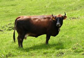 Cow Beef Cattle