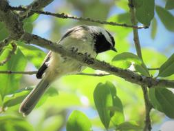 Bird Tiny Chickadee