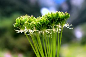 the green bouquet is beautiful