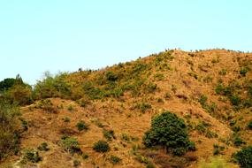 high rock with wild plants
