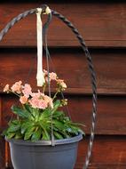Garden Flowers Flowerpot