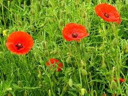 the poppy field is beautiful gorgeous