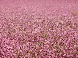 pink flower field view