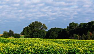 gorgeous view of the flower field