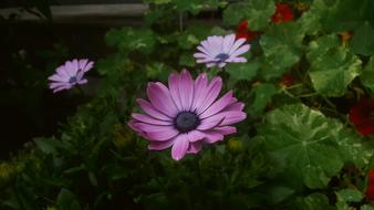 Purple Flower