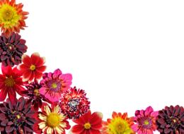 dahlias autumn dahlia garden dahlia