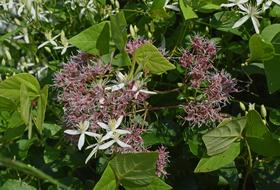 Joe-Pye Weed And Wild Clematis