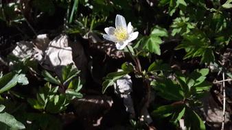 Wood Anemone White Sip