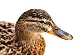 Mallard duck bird isolated
