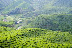 Tea field Cameron Highland Malaysia