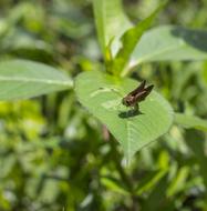 Insect Butterfly Garden