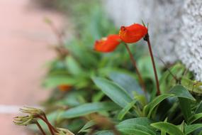 Flowers Nature Flower