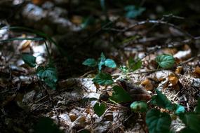 Frog Nature Forest
