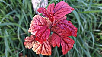 bright red Flowers Foliage