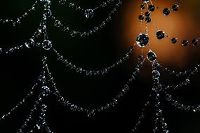 Spider Web Bokeh Dew