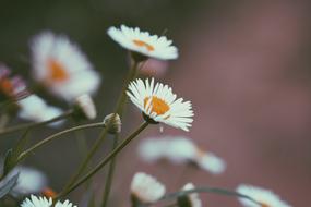 Flowers Natural Freshness