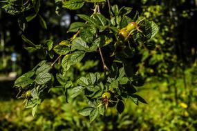 Green Plant Wide Angle