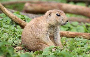 Prairie Dog Animal Zoo