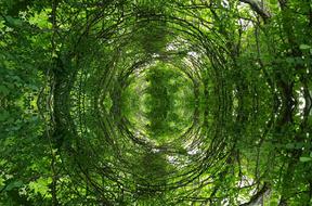 Jungle Forest Nature Cross