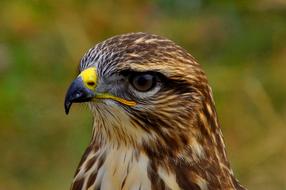 wild Bird Eagle head portrait