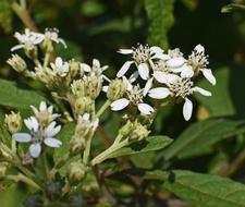 lovely little flowers