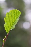 a one-legged leaf on a stick