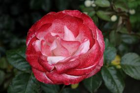 red flower bud with white center
