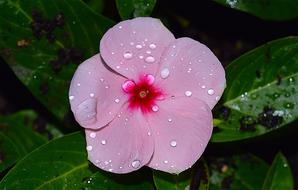 Flower Rain Dew