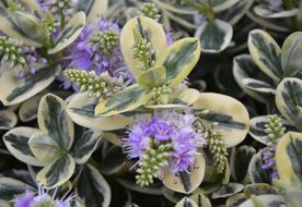 thorny wild plants