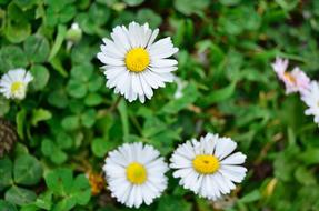 Daisy Flower White