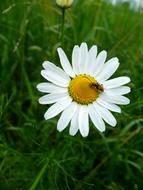 Beetle on white Chamomile Flower
