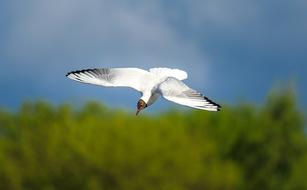 Seagull Bird Flight