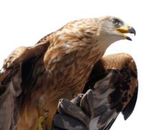 Golden Eagle Animal