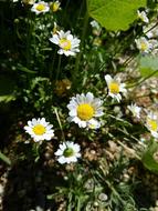 Daisies Flowers Yellow