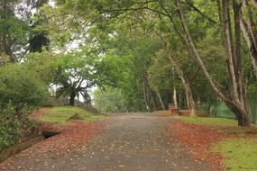 a park with leaves on the road