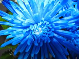 blue open flower bud