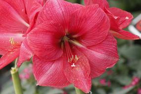 flower with long pistils