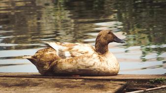 Nature Duck Bird