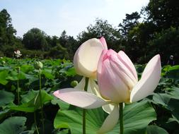 there's a lot of lily in the water